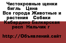 Чистокровные щенки бигль › Цена ­ 15 000 - Все города Животные и растения » Собаки   . Кабардино-Балкарская респ.,Нальчик г.